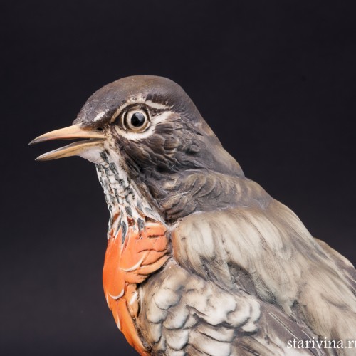 Странствующий дрозд, Италия, сер. 20 в