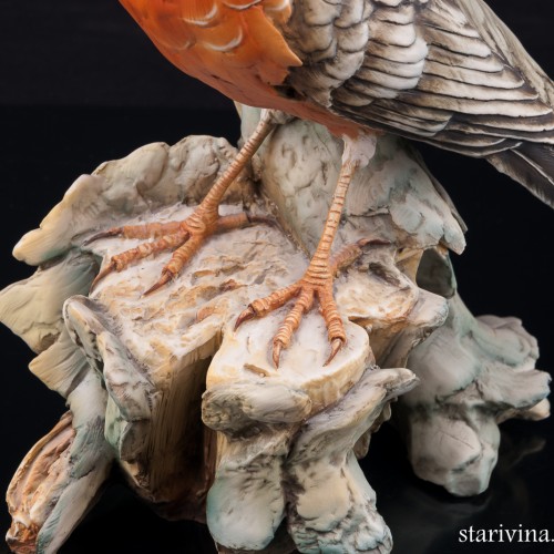 Странствующий дрозд, Италия, сер. 20 в