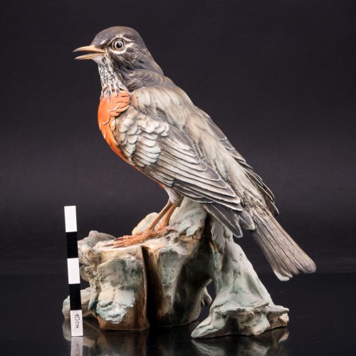 Странствующий дрозд, Италия, сер. 20 в