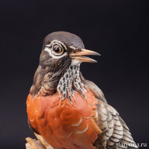 Странствующий дрозд, Италия, сер. 20 в