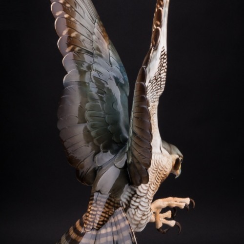 Ястреб, Hutschenreuther, Германия, 1938-55 гг