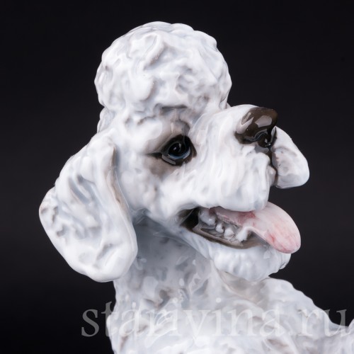 Фигурка собаки из фарфора Пудель на задних лапах, Rosenthal, Германия, 1960 гг.