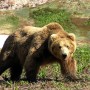 Бурый медведь, Goebel, Германия, до 1990 г