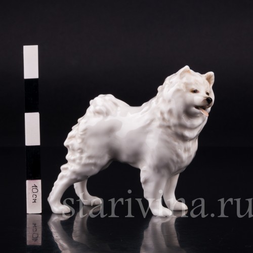 Шпиц, Hutschenreuther, Германия, вт. пол. 20 в