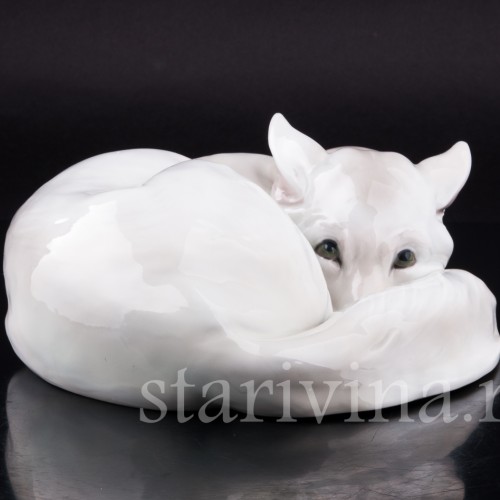 Полярная лиса, Heubach, Германия, нач. 20 в