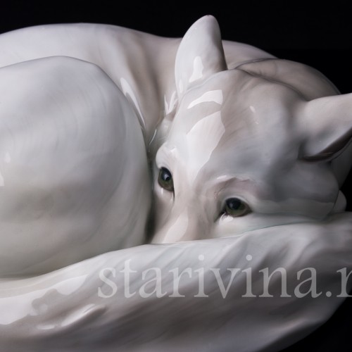 Полярная лиса, Heubach, Германия, нач. 20 в