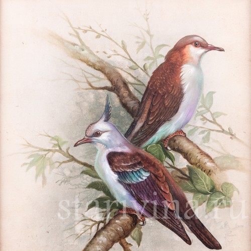 Горлицы, Германия, 19 в