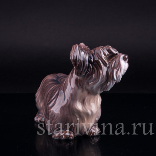 Скайтерьер, Dahl Jensen, Дания