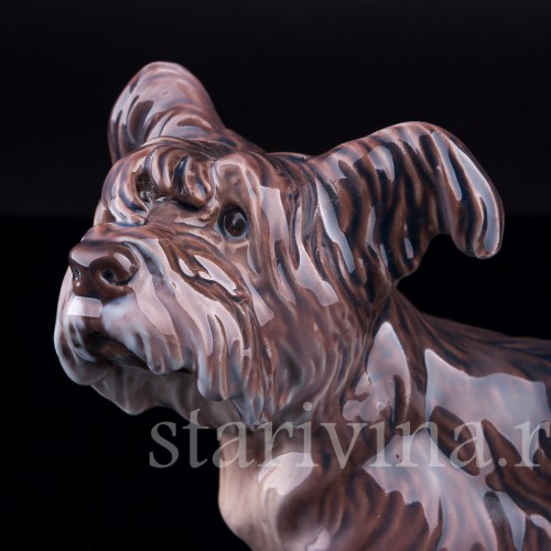 Скайтерьер, Dahl Jensen, Дания