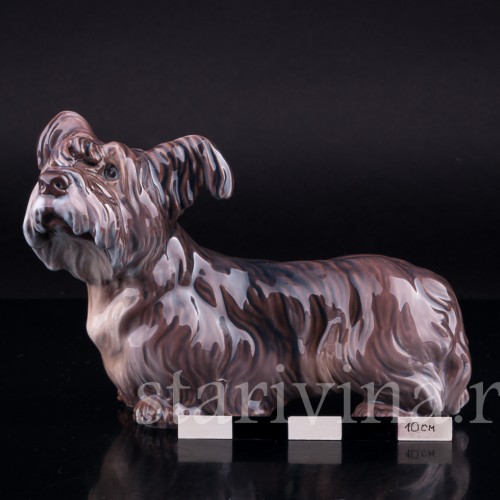 Скайтерьер, Dahl Jensen, Дания