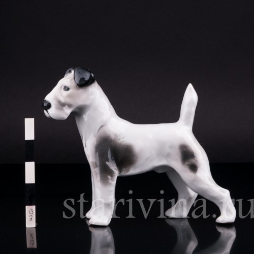 Фокстерьер, Pfeffer, Германия, 1930-40 гг