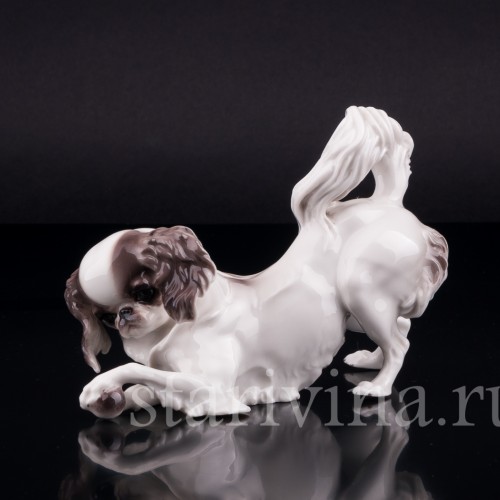 Японский хин, Nymphenburg, Германия