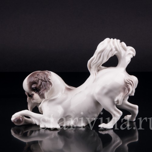 Японский хин, Nymphenburg, Германия