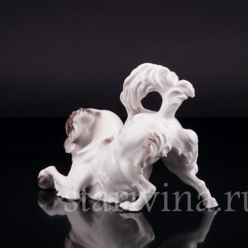 Японский хин, Nymphenburg, Германия