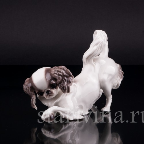 Японский хин, Nymphenburg, Германия