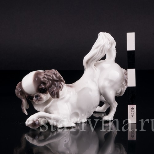 Японский хин, Nymphenburg, Германия