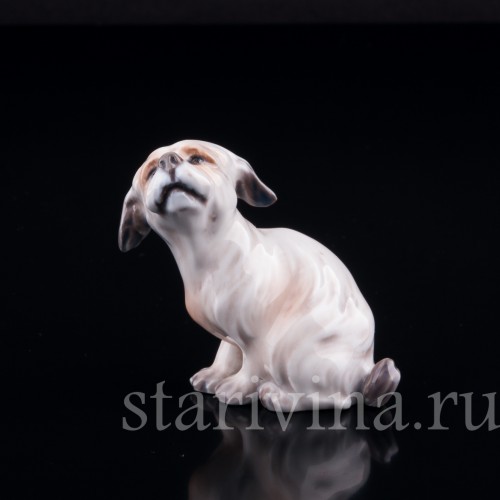 Мальтийский терьер (болонка), миниатюра, Dahl Jensen, Дания