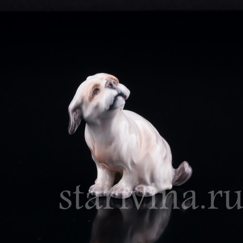 Мальтийский терьер (болонка), миниатюра, Dahl Jensen, Дания