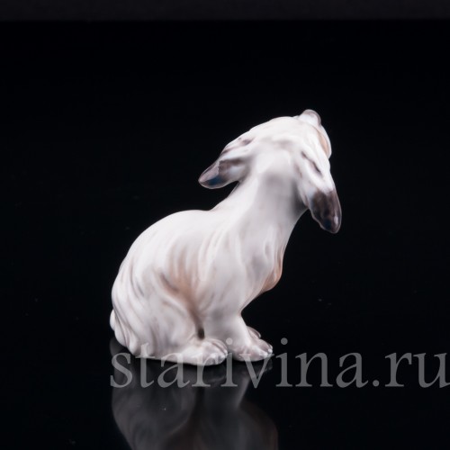 Мальтийский терьер (болонка), миниатюра, Dahl Jensen, Дания