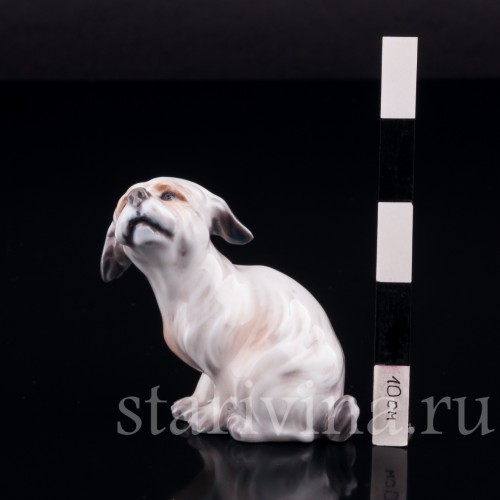 Мальтийский терьер (болонка), миниатюра, Dahl Jensen, Дания