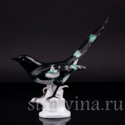 Сорока, Carl Scheidig, Германия