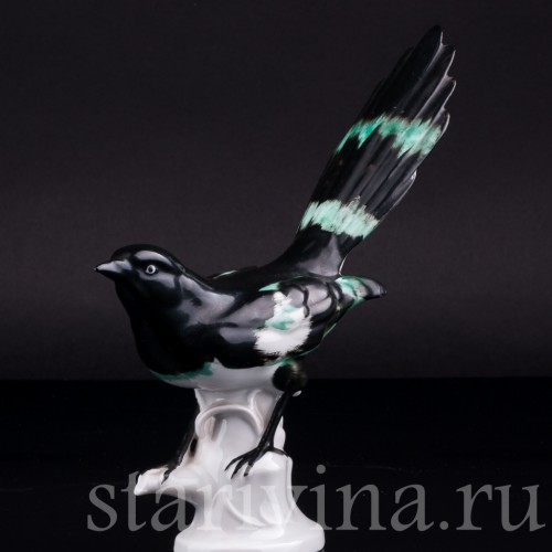 Сорока, Carl Scheidig, Германия