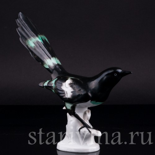 Сорока, Carl Scheidig, Германия