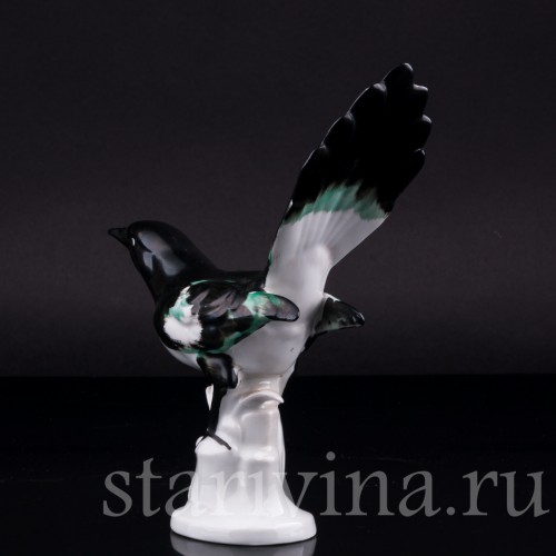 Сорока, Carl Scheidig, Германия