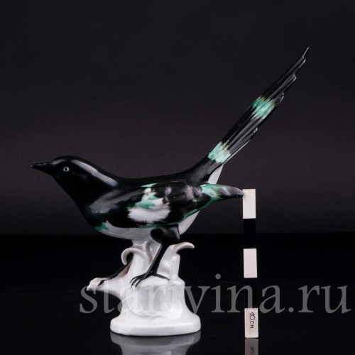 Сорока, Carl Scheidig, Германия