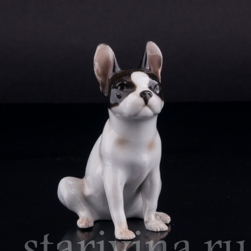 Сидящий бостонский терьер, миниатюра, Германия