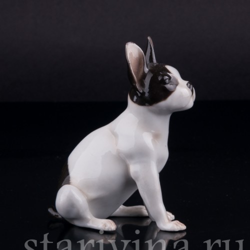 Сидящий бостонский терьер, миниатюра, Германия