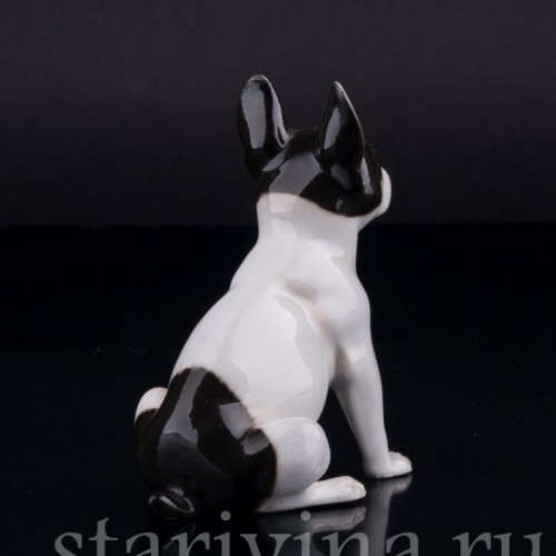 Сидящий бостонский терьер, миниатюра, Германия
