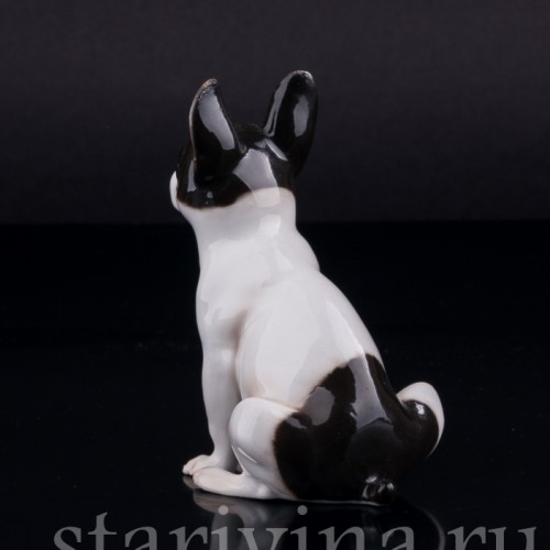 Сидящий бостонский терьер, миниатюра, Германия