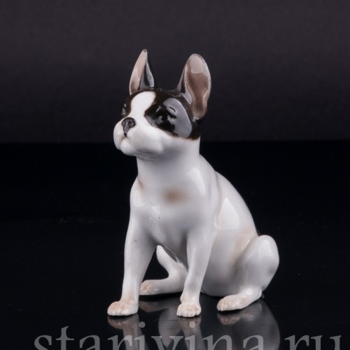 Сидящий бостонский терьер, миниатюра, Германия