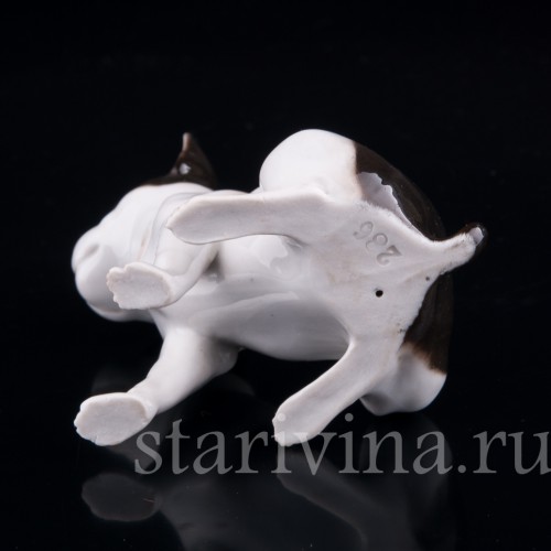 Сидящий бостонский терьер, миниатюра, Германия