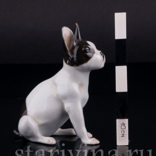 Сидящий бостонский терьер, миниатюра, Германия