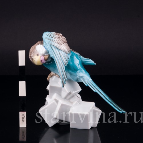 Волнистый попугай на сахаре, Augarten, Австрия, сер. 20 в