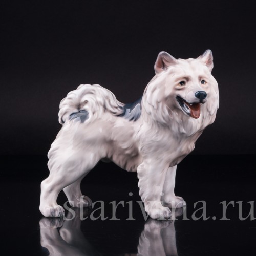 Гренландская собака, Dahl Jensen, Дания, 1920-80 гг