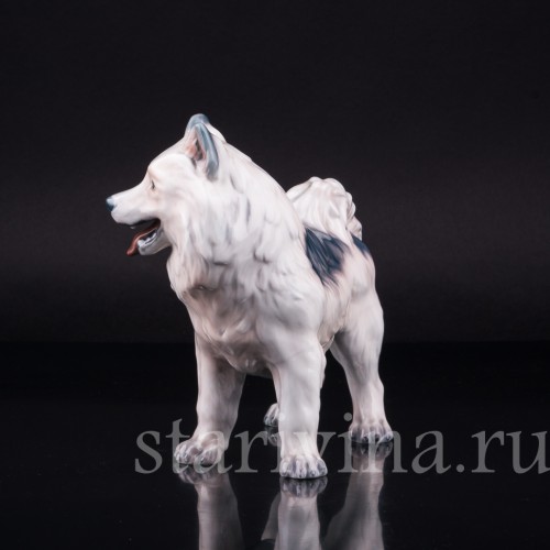 Гренландская собака, Dahl Jensen, Дания, 1920-80 гг