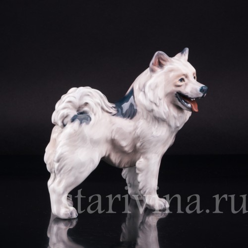 Гренландская собака, Dahl Jensen, Дания, 1920-80 гг