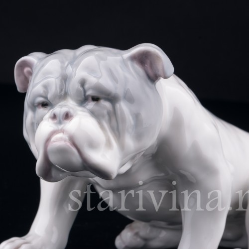 Английский бульдог, Heubach, Германия, нач. 20 в