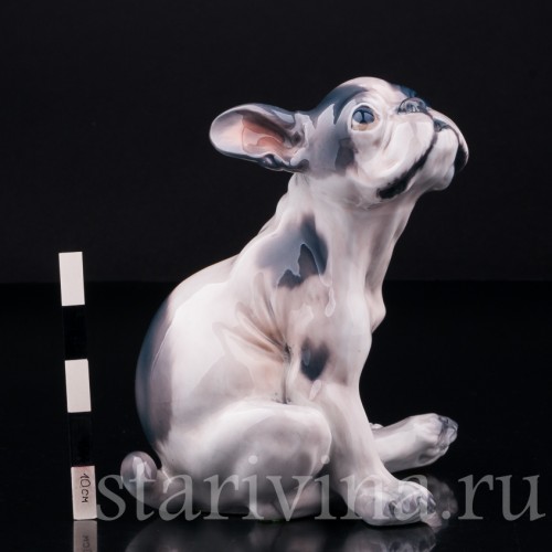 Щенок французского бульдога, Dahl Jensen, Дания, сер. 20 в