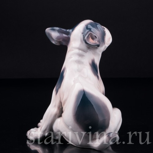 Щенок французского бульдога, Dahl Jensen, Дания, сер. 20 в