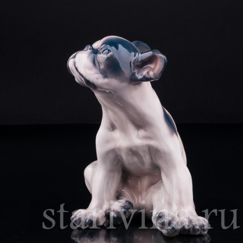 Щенок французского бульдога, Dahl Jensen, Дания, сер. 20 в