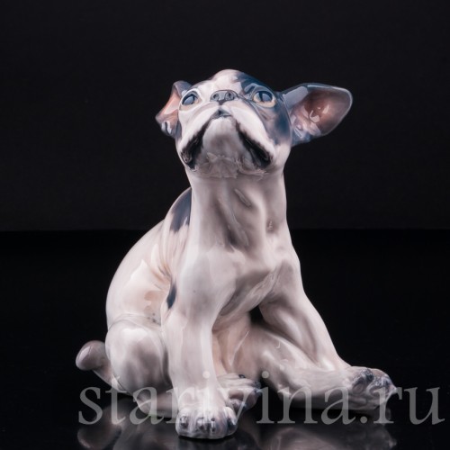 Щенок французского бульдога, Dahl Jensen, Дания, сер. 20 в