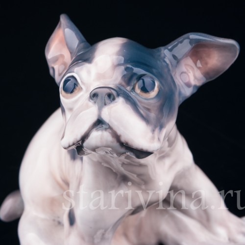 Щенок французского бульдога, Dahl Jensen, Дания, сер. 20 в