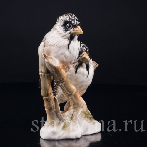 Усатые ткачи на бамбуке, Karl Ens, Германия, вт. пол. 20 в