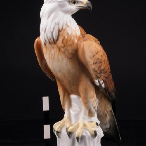 Белоголовый орлан, Karl Ens, Германия, 1920-30 гг