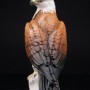 Белоголовый орлан, Karl Ens, Германия, 1920-30 гг