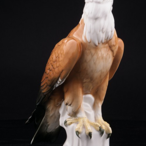 Белоголовый орлан, Karl Ens, Германия, 1920-30 гг